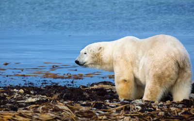 Brits support climate change taxation